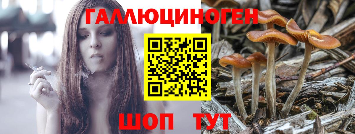 Псилоцибиновые грибы Psilocybe Балтийск